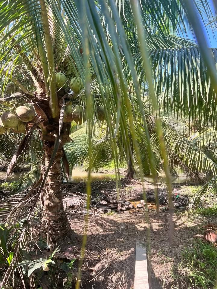 Bán 4.7ha Đất Vườn Dừa Vĩnh Long - Sổ Hồng, Sẵn Sàng Khai Thác