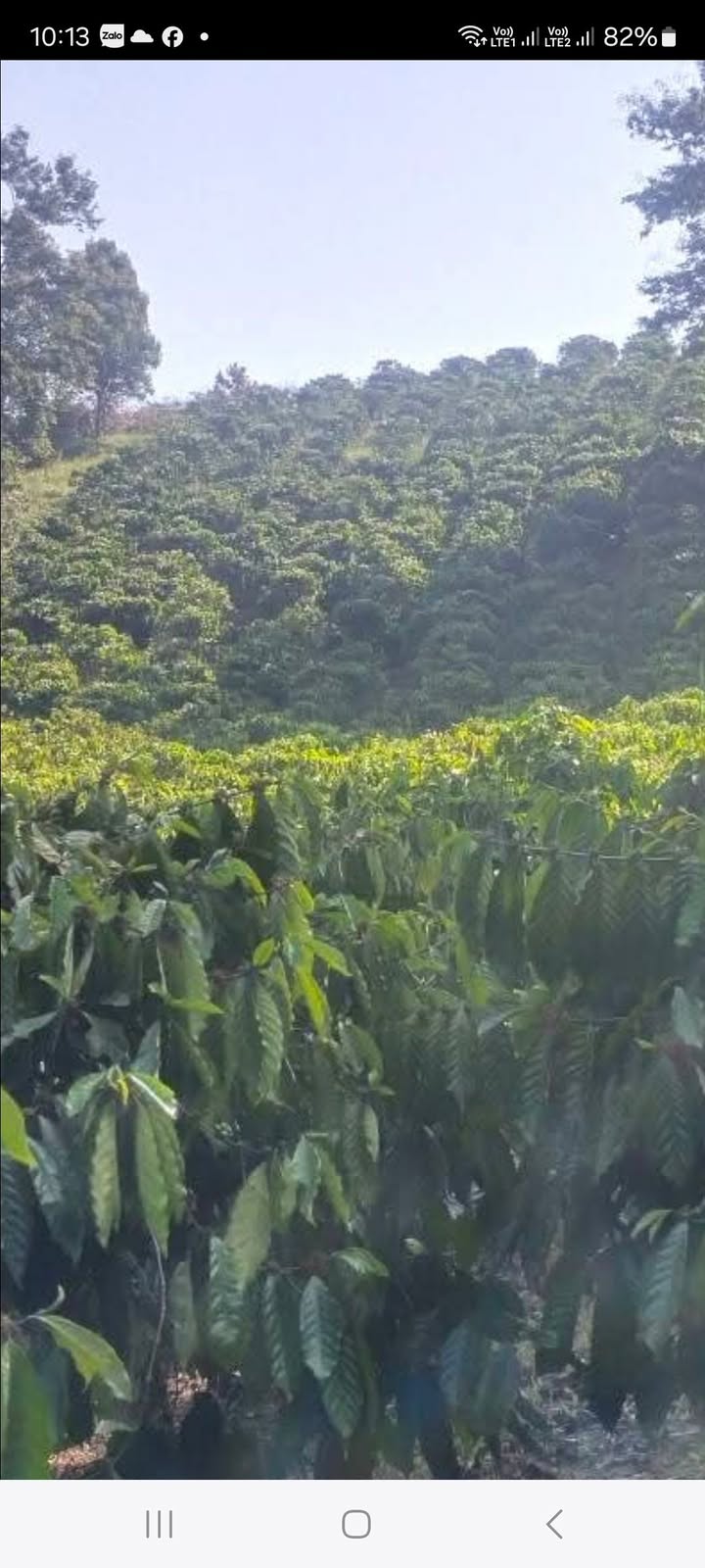 Bán Gấp Rẫy 5000m² Đăk Mil, Đăk Nông - Giá 1.2 Tỷ