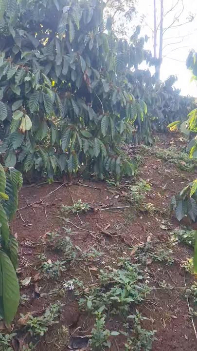 Bán gấp 3 sào rẫy Đắk Mil - Sổ đỏ chính chủ, đường bê tông tới nơi