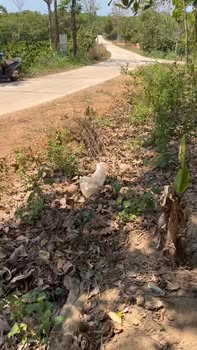 Đất thổ cư 800m² Đắk Mil, Đắk Nông - Sổ sẵn, giá 360 triệu