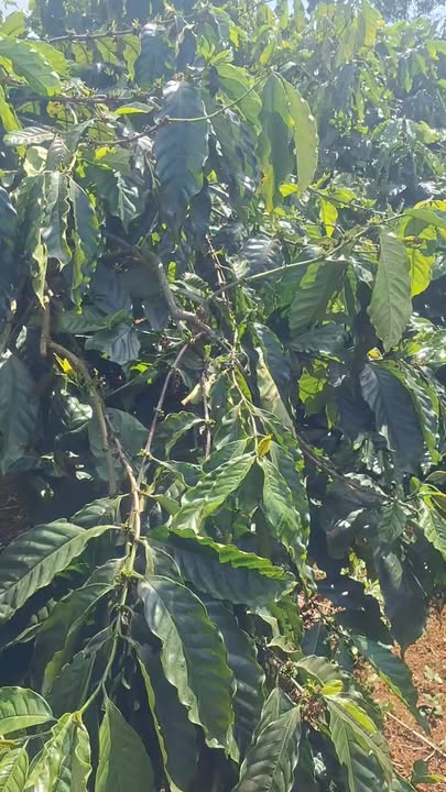 Bán gấp rẫy 10.000m² Thuận An, Đắk Mil - Giá 3.5 tỷ, ôm 2 mặt đường