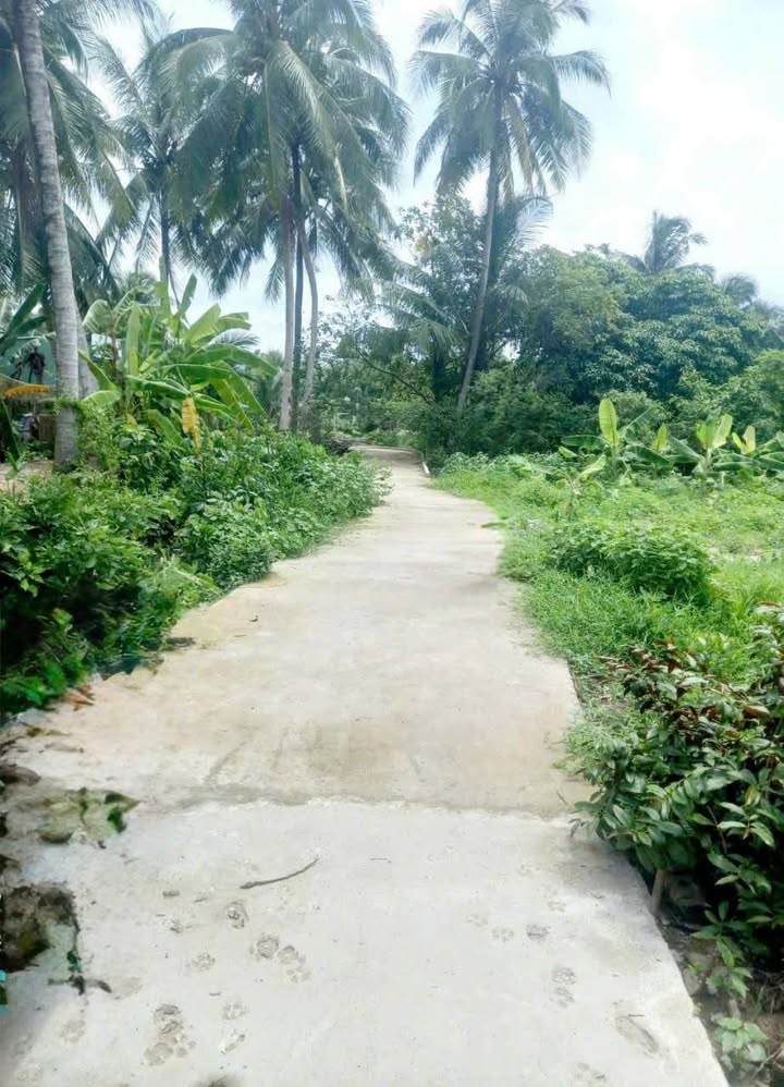 Bán Nền 100m² Thổ Cư Giá 400 Triệu Tại Nhị Quý, Cai Lậy, Tiền Giang - Sổ Hồng Sẵn Sàng