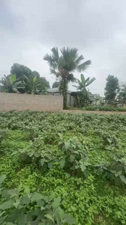 Đất nghỉ dưỡng Phú Thọ 1200m² - View đồng xinh, giá 6xx triệu