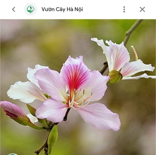 Bán Đất Nền 300m² Full Thổ Cư, Thị Xã Mộc Châu - Sẵn Sàng Xây Dựng