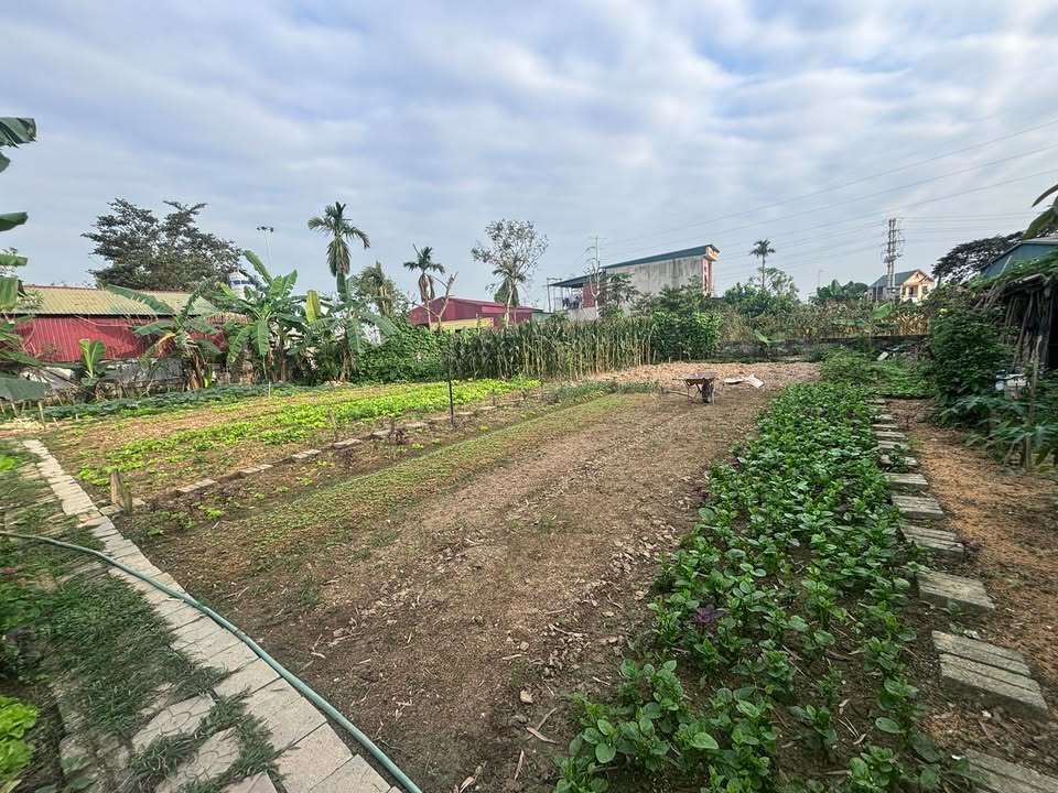 Đất nền Phường Đông Sơn, Thanh Hóa - 3 Lô Liền Kề 500m² - Sổ Đỏ Sẵn Sàng