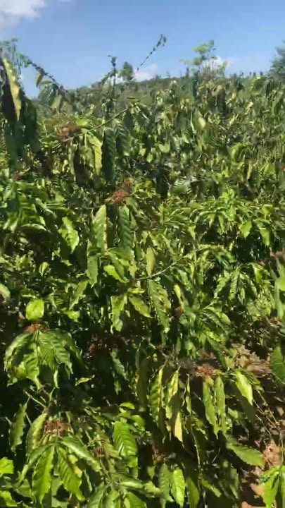 Đất Vườn Đắk Nông 24300m² - Sẵn Sàng Đầu Tư Sinh Lời