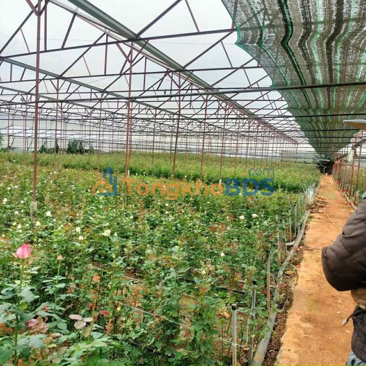 Bán Gấp Vườn Đẹp 10800m² Thị Trấn Lạc Dương, Đà Lạt - Giá Đầu Tư 3.9 Tỷ