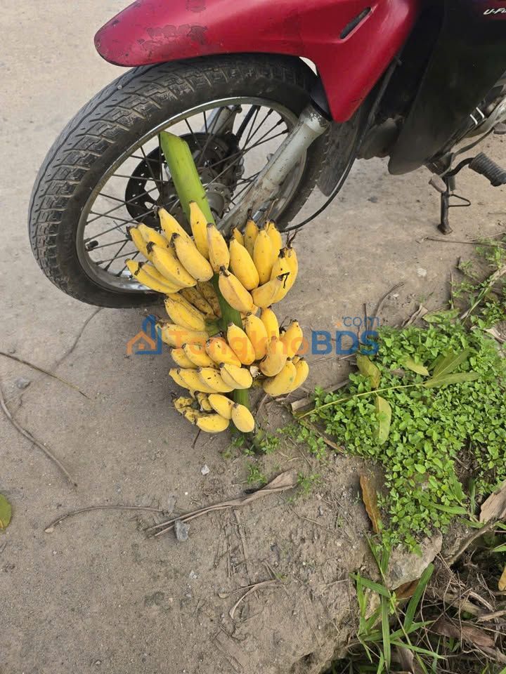 Đất Phượng Dực 176m² Sổ Đỏ, Đường 2 Xe Tránh - Giá Tốt Đầu Tư