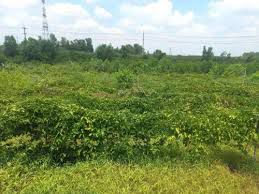 Đất Nền Triệu Phong 600m² Sổ Hồng Sẵn Sàng - Xây Nhà Vườn, Homestay