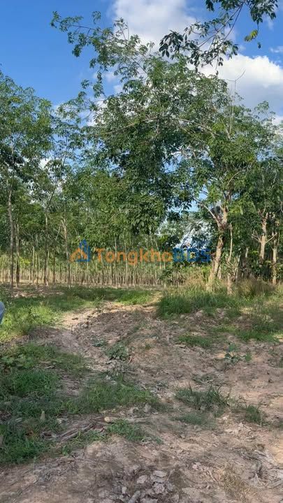 Đất Nền 9700m² Thạnh Bình, Tân Biên, Tây Ninh - Giá 1.3 Tỷ, Cao Su Tơ