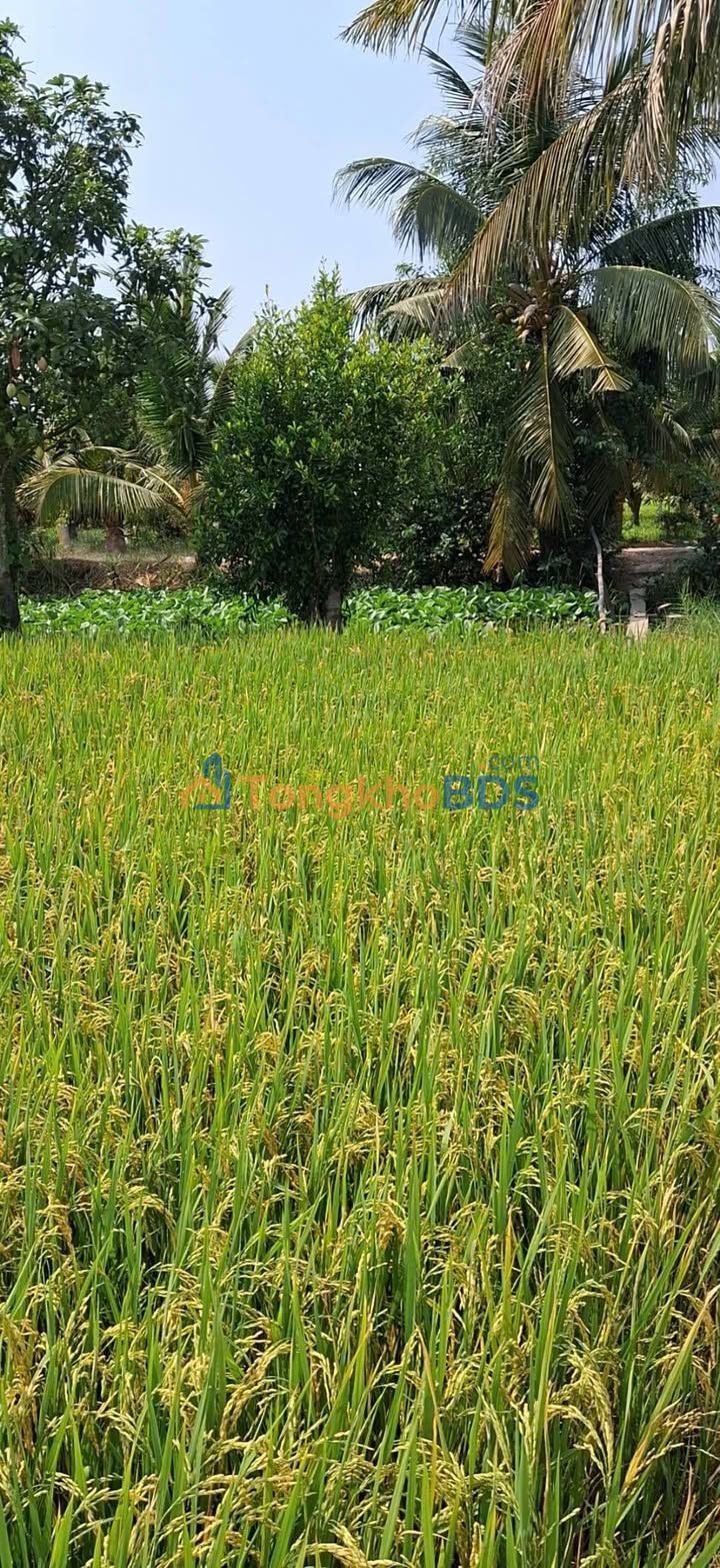 Đất Vườn An Giang 4402m² Mặt Tiền Đường Cộ, Núi Sam Giá Tốt