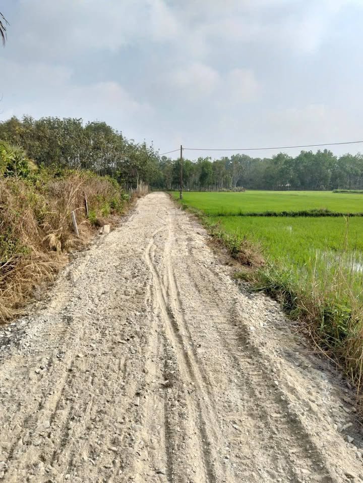 Bán Đất Vườn Củ Chi 530m² - Sổ Hồng Riêng, Giá Đầu Tư 850 Triệu