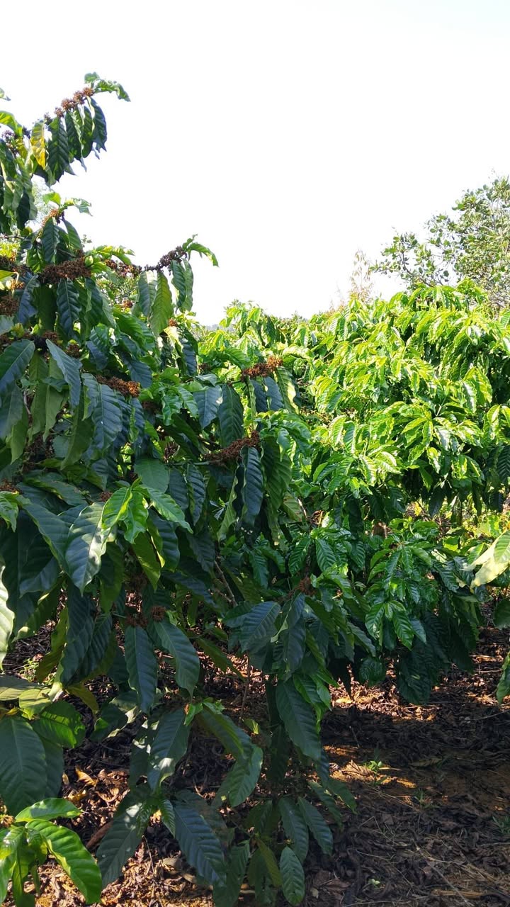 Farm 4ha Đắk Nông - Sổ hồng chính chủ, Thu nhập khủng từ Cà phê, Tiêu, Sầu riêng