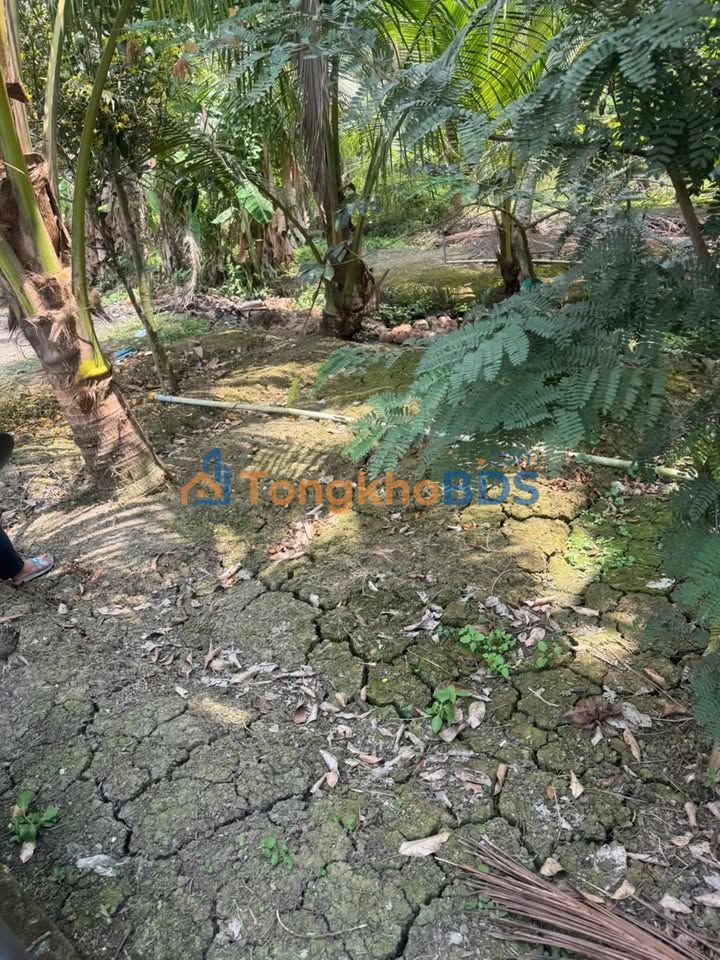 Bán Gấp Nền Đất 340m² Ấp Nam, Châu Thành, Tiền Giang - Giá 390 Triệu