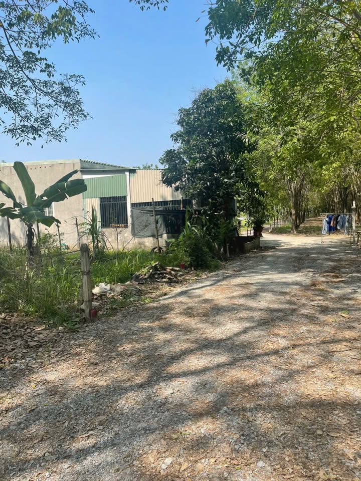 Bán đất Sổ đỏ riêng Hòa Lợi, Bến Cát 150.5m² - Giá 1.18 tỷ