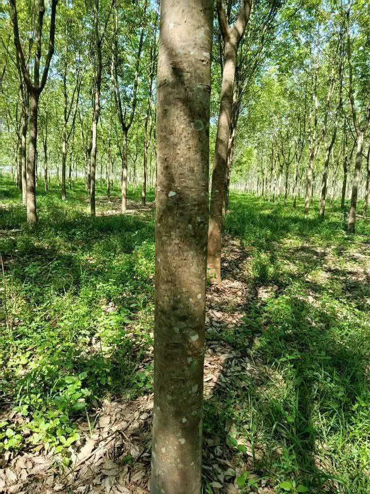 Cho thuê 22ha Vườn Cao Su Suối Ngô, Tây Ninh - Giá 37 Triệu/Năm