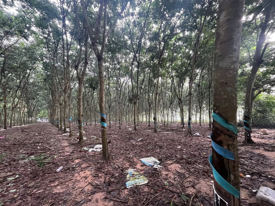 Farm 55.000m² Phước Hoà, Phú Giáo - Thu nhập 30tr/tháng + Tiềm năng Sầu Riêng