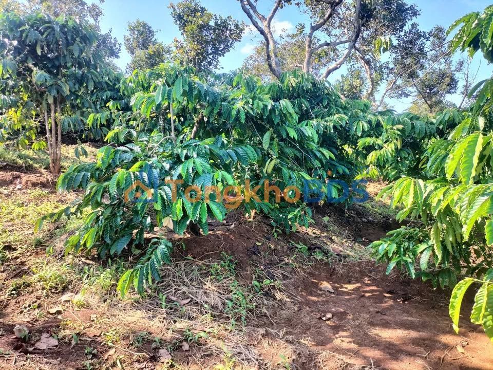 Bán Gấp Farm 24.600m² Quảng Tín, Đắk Nông - Giá Tốt 1.3 Tỷ