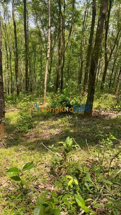 Bán Gấp 12.000m² Đất Trồng Cà Phê Tiềm Năng Xã Quảng Tân, Đắk Nông