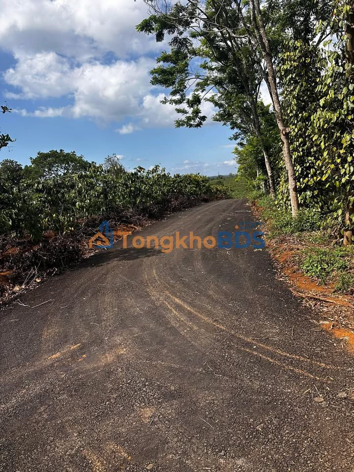 Đất nền Tuy Đức, Đắk Nông - Mặt đường nhựa 150m² - Giá đầu tư 250 triệu