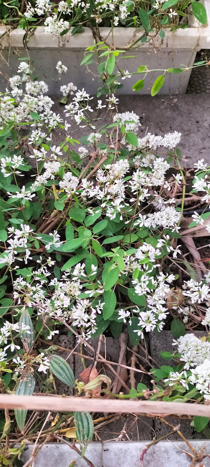 Đất Tặng Nhà Cấp 4, 99m² Hẻm Thông Kinh Doanh P.Phú Thuận, Quận 7 - 5.5 Tỷ