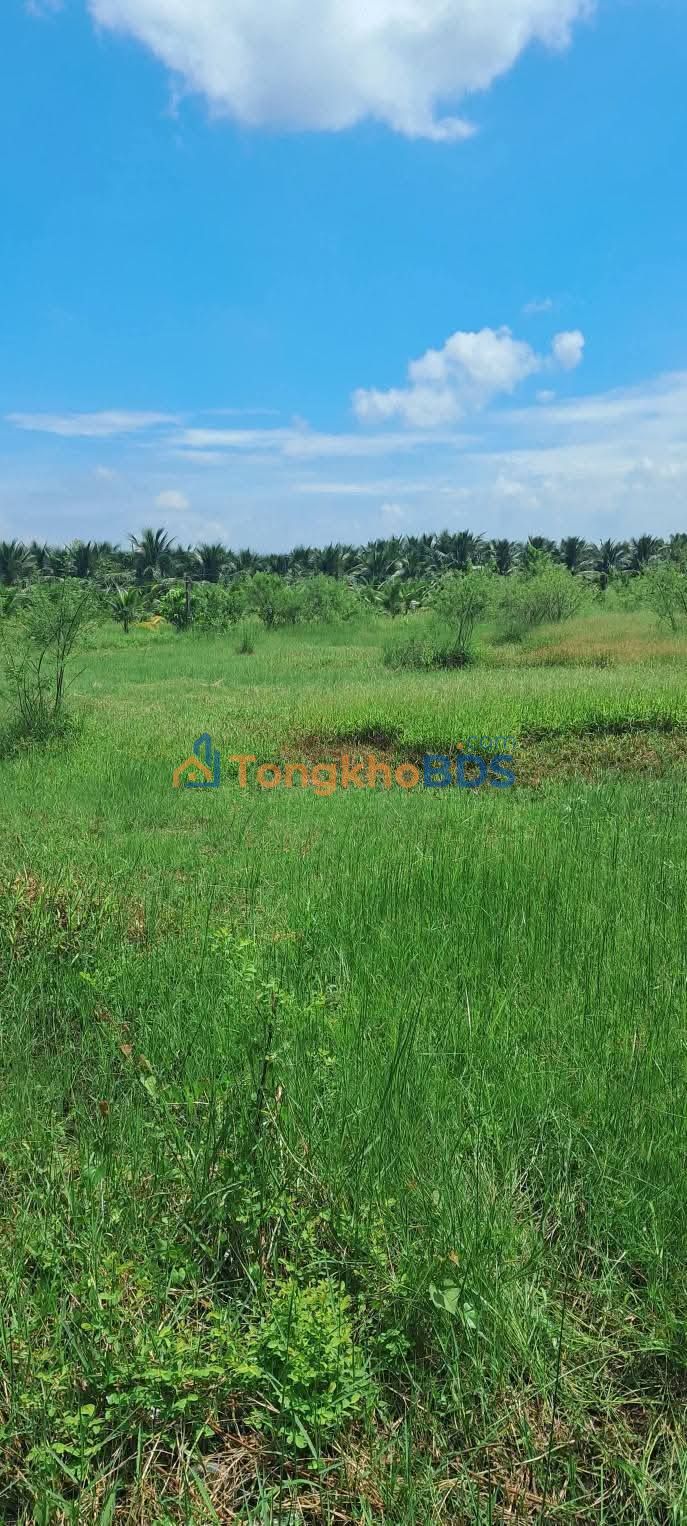 Bán Đất Tiền Giang 803m² Mặt Tiền Đường Nhựa - Đầu tư sinh lời