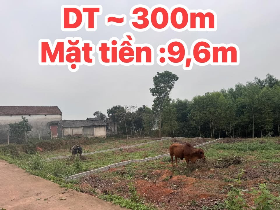 Đất nền Tân Đức, Phú Bình 300m² - Sổ đỏ sẵn, giá 700 triệu