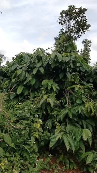 Đất Vườn Đắk Nông 21.000m² Sổ Hồng Giá 2.25 Tỷ - Trung Tâm Xã Đắk R'tíh