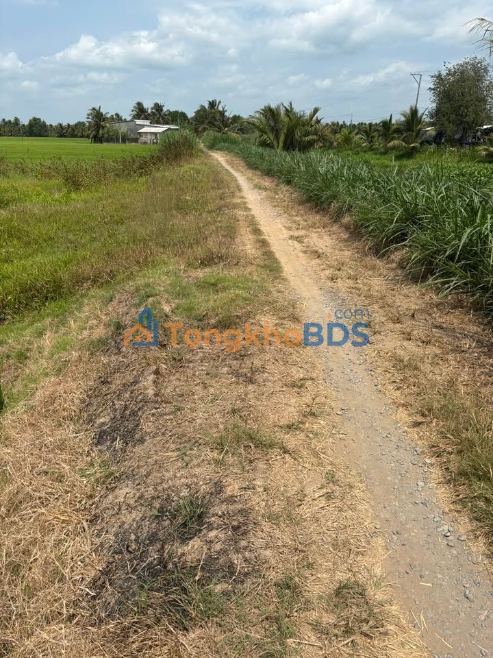 Bán Đất Vườn Trà Vinh 12.000m² Mặt Tiền Kênh - Giá Đầu Tư Hấp Dẫn