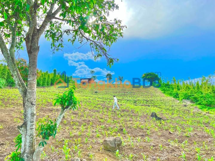 Đất nền Di Linh 4.300m² giá thỏa thuận - Sinh thái xanh