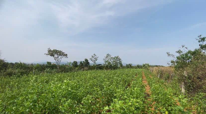 Bán Đất Vườn 7200m² Mặt Tiền Tôn Thất Thuyết, Bảo Lộc - Giá 3.85 Tỷ