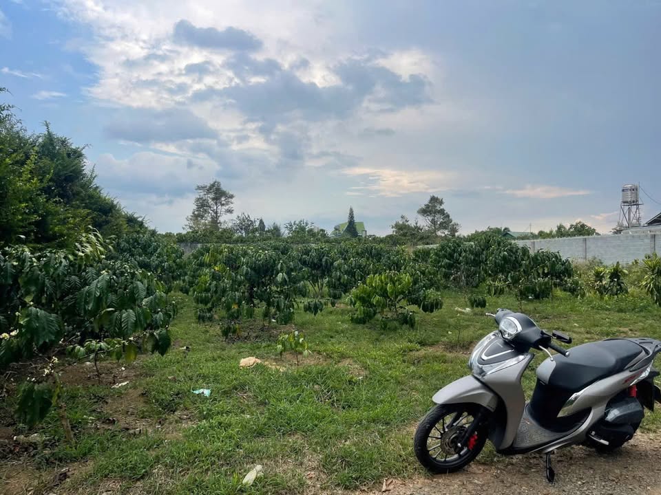 Đất Vàng Bảo Lộc - 468m² Thổ Cư Sổ Hồng Giá 1.7 Tỷ