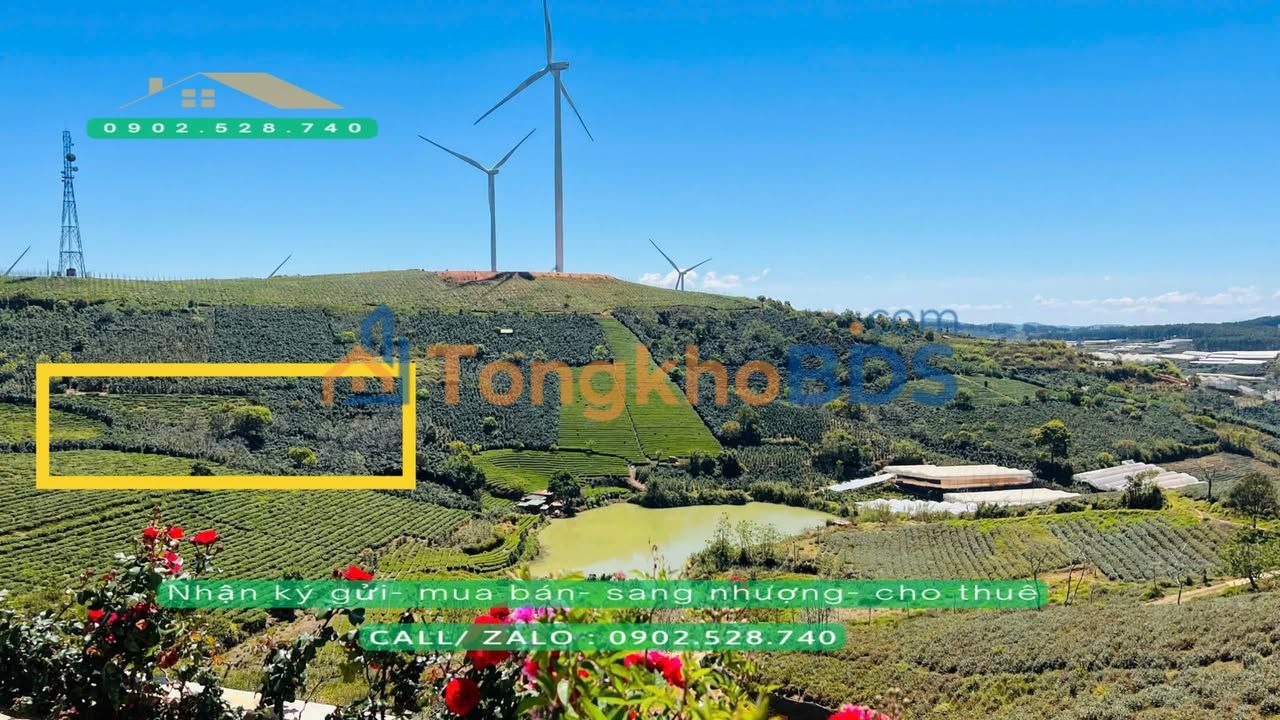 Bán Đất Nông Nghiệp 1500m² View Đồi Chè Cầu Đất - Đầu Tư Lý Tưởng