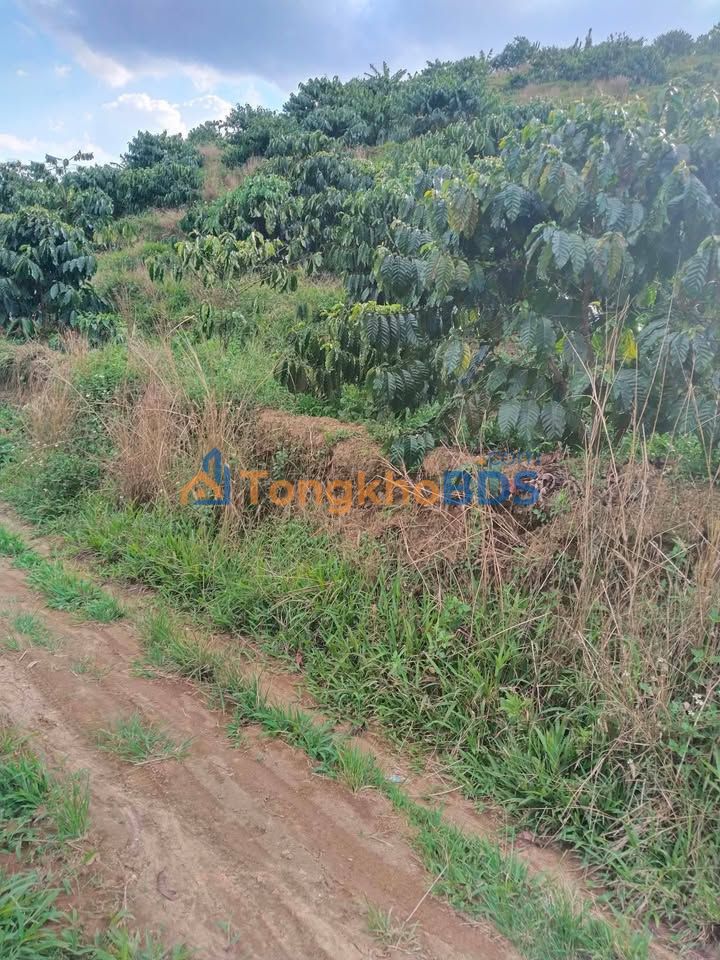 Đất Nền 6000m² Xã Hòa Trung, Di Linh - Giá Đầu Tư 2 Tỷ