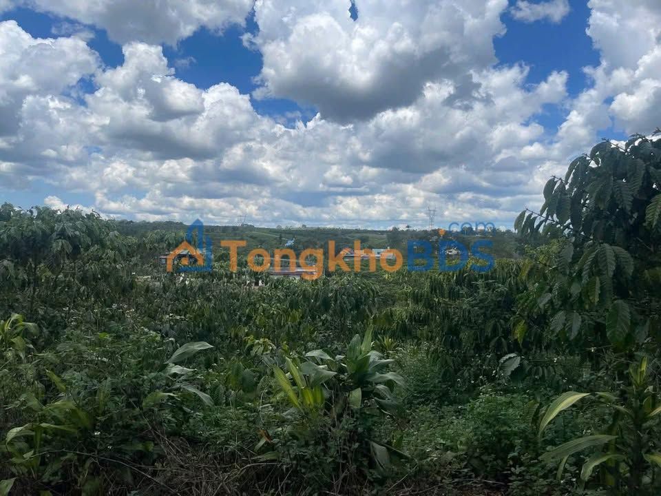 Bán Gấp 21600m² Đất Vườn Lộc Phát - Ngay Hàng Vú Sữa, Giá 1.8 Tỷ