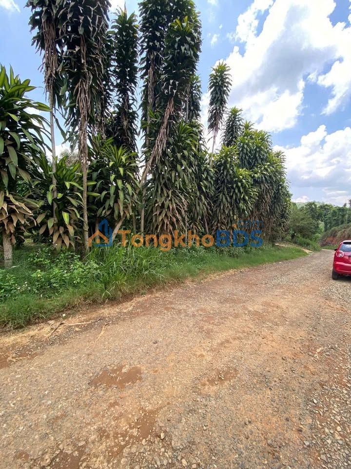 Đất Vàng Lộc Thành - 740m² Mặt Tiền Đường Nhựa Tần Lạc, Giá 1.35 Tỷ