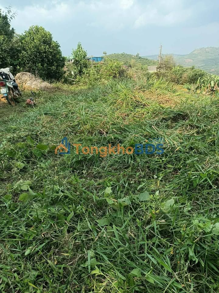 Bán Đất Vườn 1440m² Sổ Hồng Riêng Tại Tân Lâm, Di Linh - Lộc Sầu Riêng