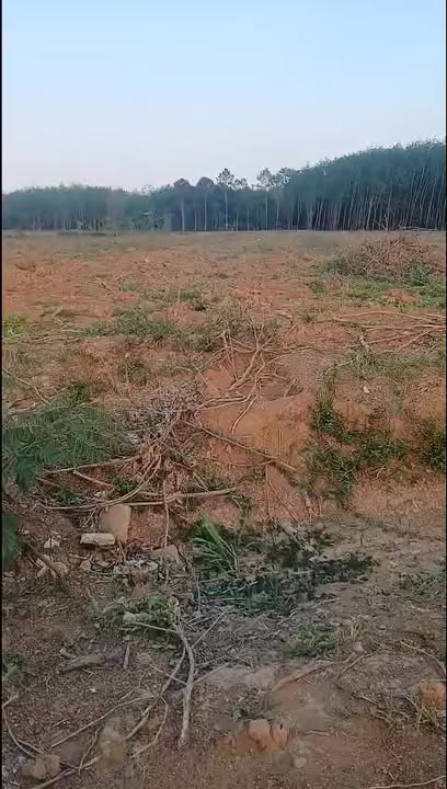 Đất Vườn 15000m² Đồng Phú Bình Phước - Mặt Tiền Xe Tải, Giá Tốt