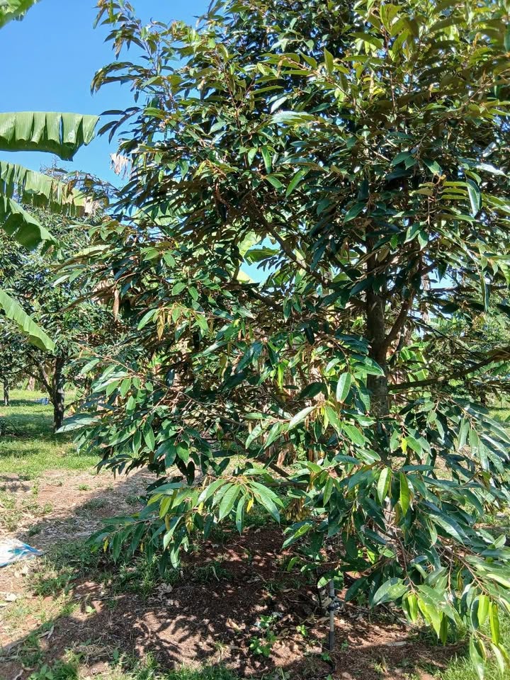 Bán Gấp 7640m² Vườn Sầu Riêng 5 Tuổi Trái Đẹp - Đồng Nai