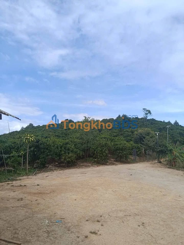 Bán Gấp Trang Trại 10.7ha Đạ Long, Lâm Đồng - Cà Phê Thu Mạnh 30 Tấn