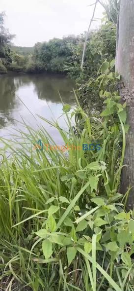 Bán Gấp Farm 2.4ha Kinh Doanh Cafe Đắc Lộc, Đắk Lắk - Đường Lớn