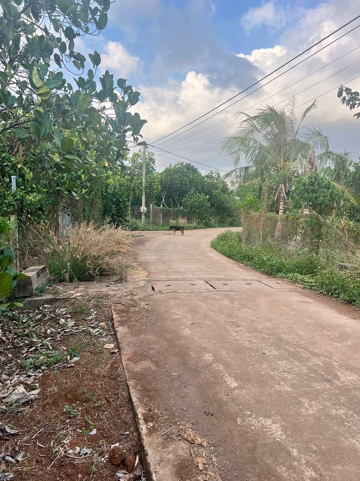 Bán Gấp Đất Vàng Cẩm Mỹ, Đồng Nai - 360m² Mặt Tiền Rộng 20m, Giá Chỉ 700 Triệu