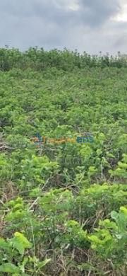 Đất trồng dâu Gia Hiệp 2.340m² 1.495 tỷ - Sinh thái xanh