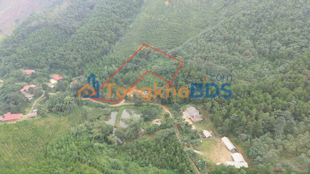 Đất Vườn Phú Thọ - 4400m² Trồng Kín Quế & Trầu, Giá 4 Tỷ - Sẵn Sàng Đầu Tư