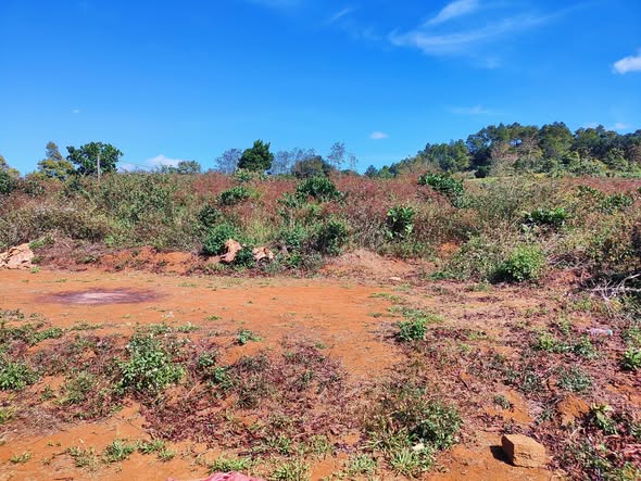 Bán Gấp 1.7ha Đất Đỏ Bazan Đà Loan, Đức Trọng - Sổ Đỏ 1.45ha, Trồng Cafe Mít