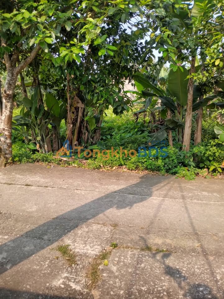 Đất Nền Hoa Lộc, Hậu Lộc - 200m², Mặt Tiền 8m, Hướng Đông Nam, Giá Chỉ 1 Tỷ