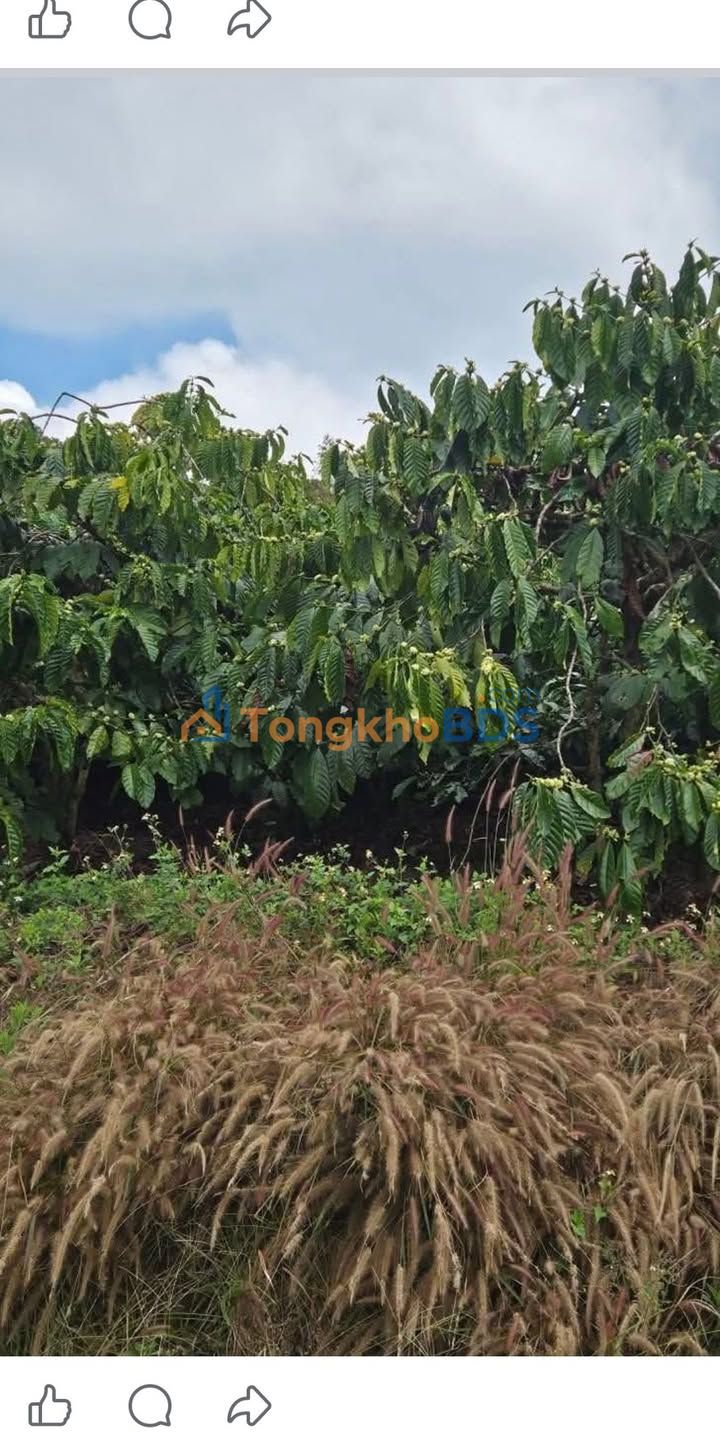 Bán Gấp Trang Trại Cà Phê 8000m² tại Di Linh, Lâm Đồng - Giá Đầu Tư 1.25 Tỷ