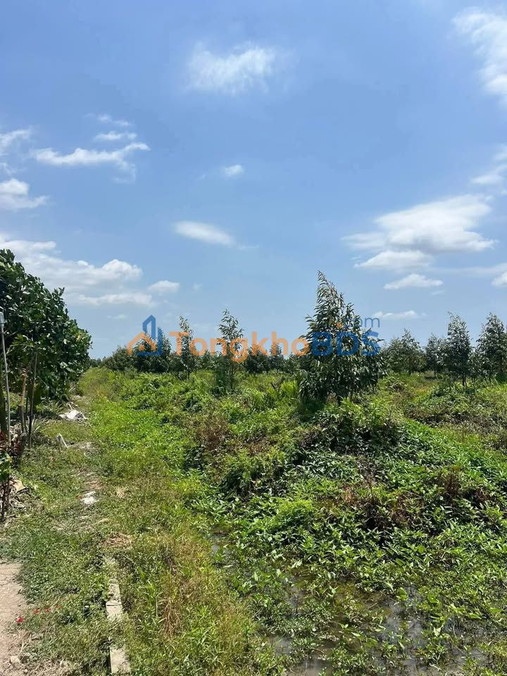 Bán Đất Trồng Sầu Riêng 4507m² - Cai Lậy, Tiền Giang - Giá Tốt