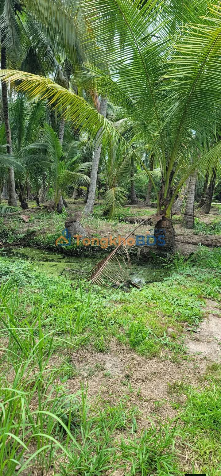 Bán Đất Vườn 20.000m² Bến Tre - Sổ Đỏ 900m² Thổ Cư, Gần KCN Giao Long