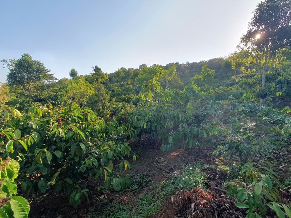 Bán Gấp 1ha Đất Vườn Cà Phê Krông Năng - Sầu Riêng 50 Cây - Giá 31.5 Tỷ